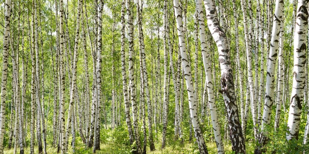 birch tree distance from house