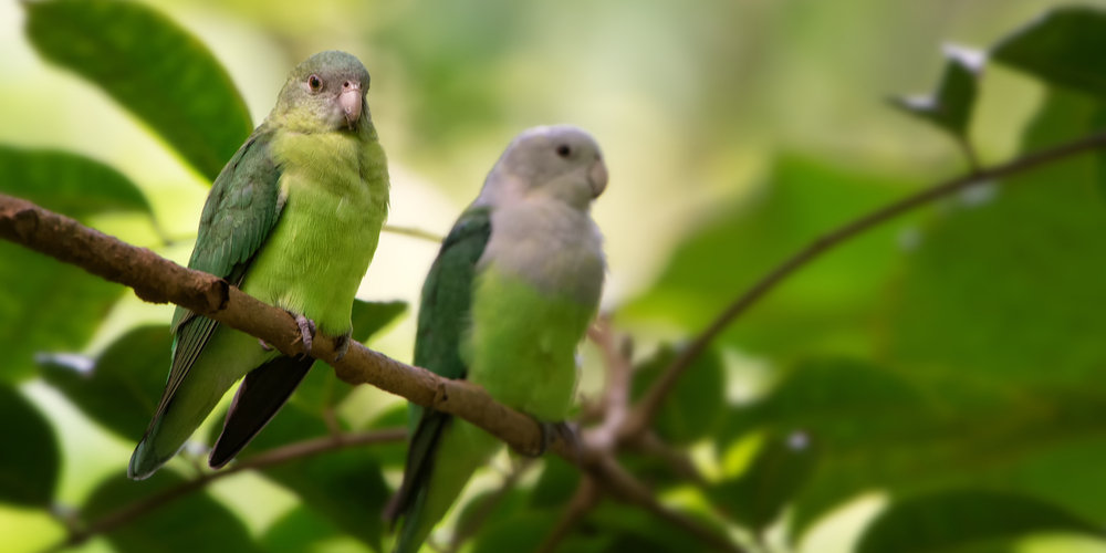 What Happens if a Lovebird Mate Dies?