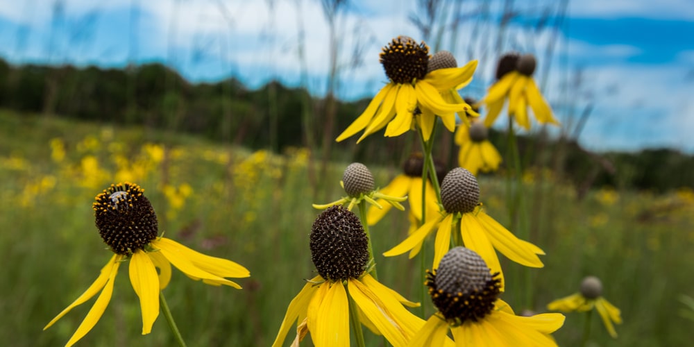 Ohio Wildflowers