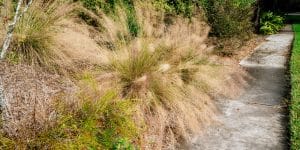 White muhly grass