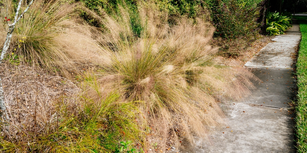 White muhly grass