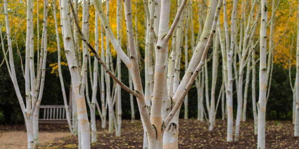 fall birch trees