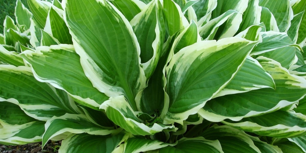 hostas winterizing