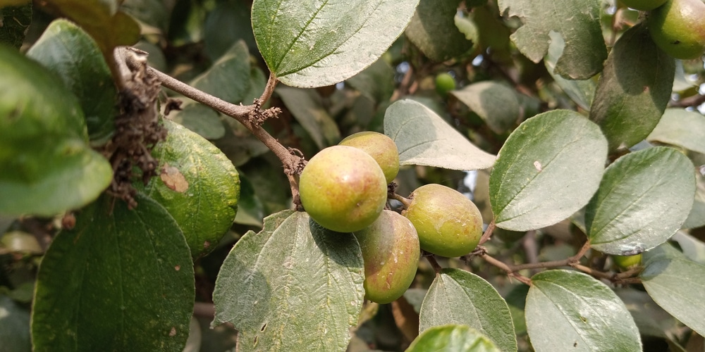 Yellow Plum Tree Identification