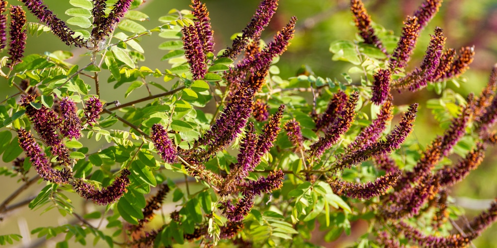 Nebraska Native Bushes