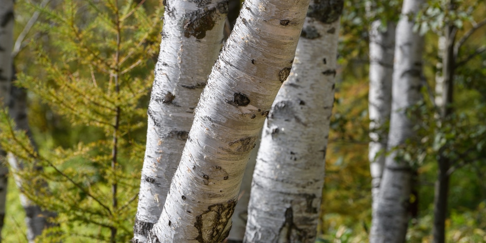 birch trees in california