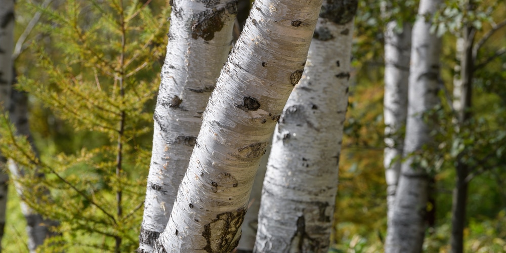 why is my river birch tree dripping water