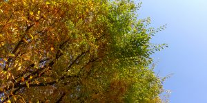 Zelkova Tree Pros and Cons