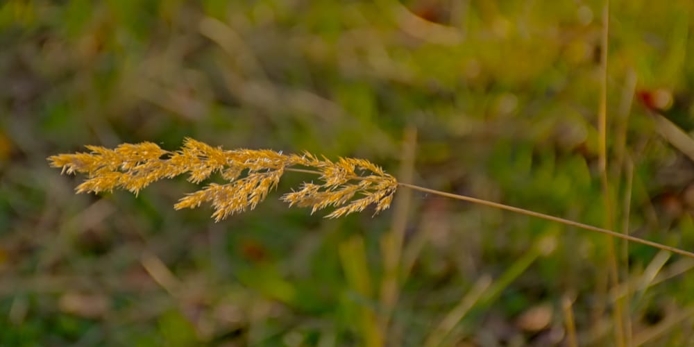 june grass