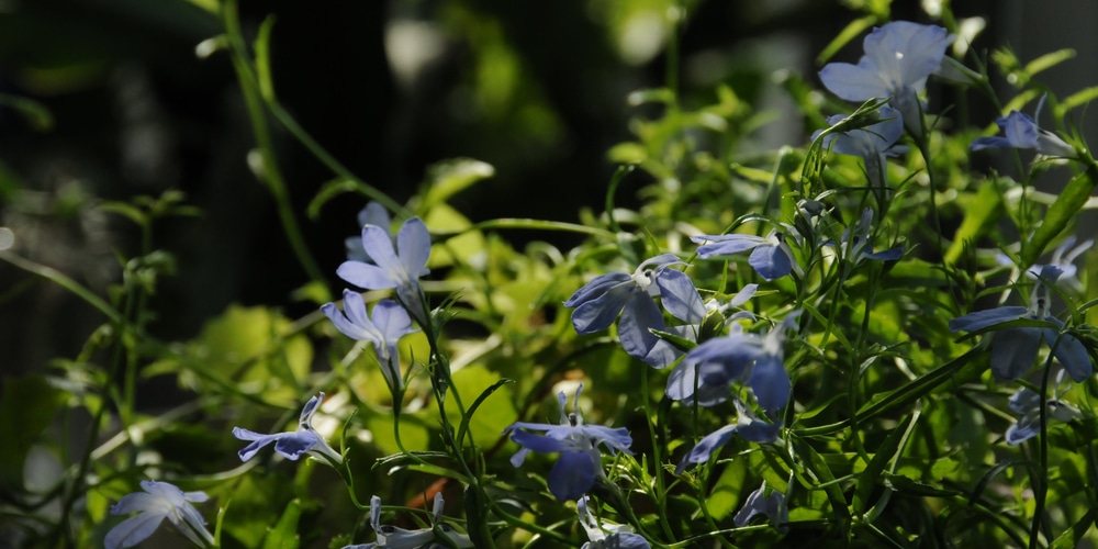 Laguna Sky Blue Lobelia