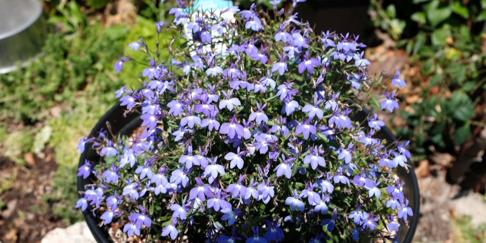 great for borders containers and hanging baskets Lobelia 'Crystal ...