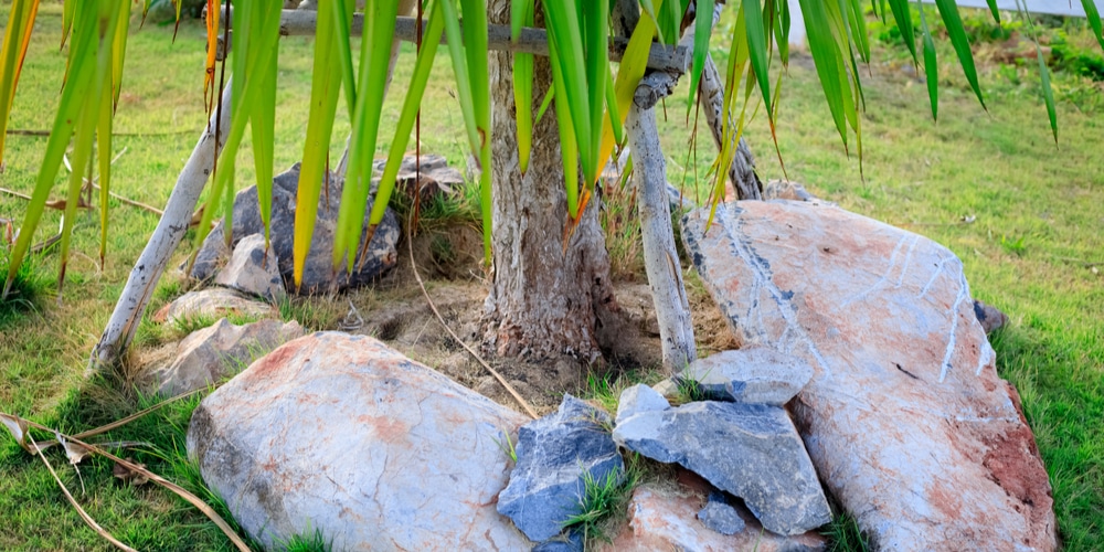 landscaping Around Trees with Rocks