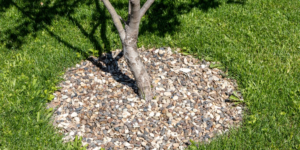 controlling weeds around trees