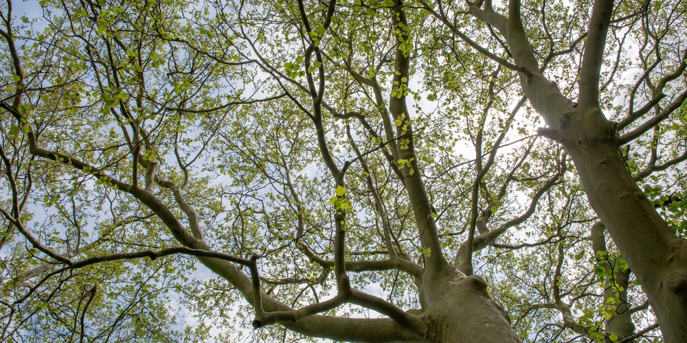 controlling weeds around trees