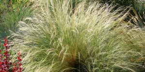 mexican feather grass spacing