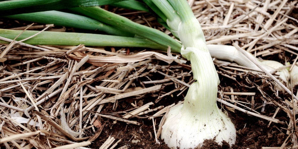 Mulching Onions