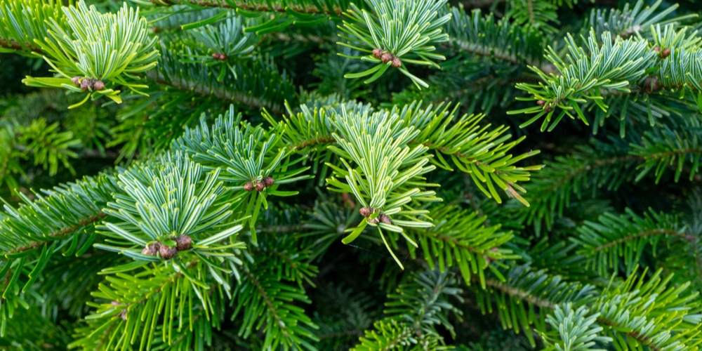 Nordmann Fir