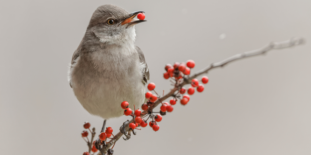 What Do Mockingbirds Eat: A Guide to the Mockingbird Diet