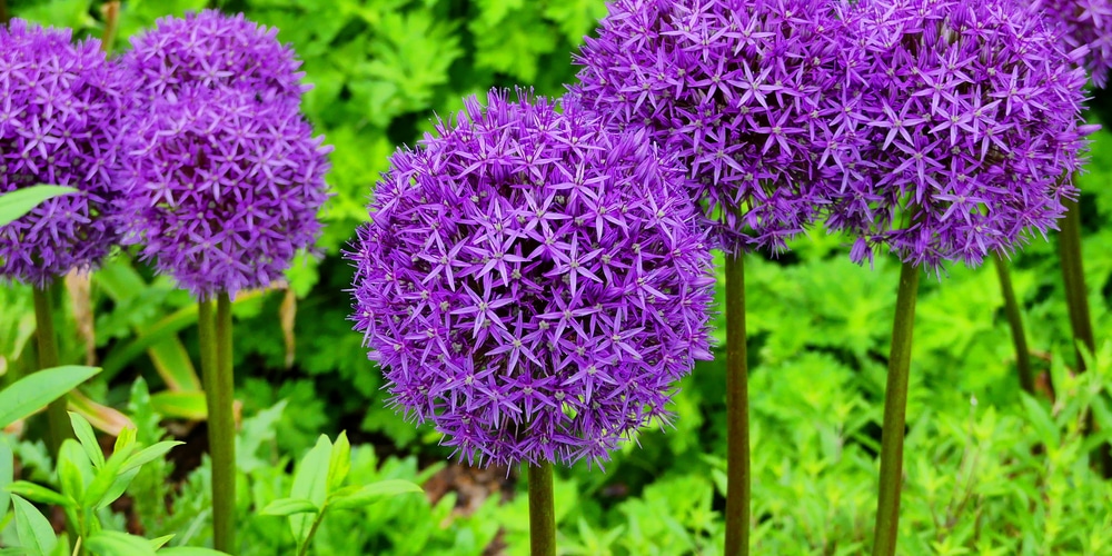 big ball flowers