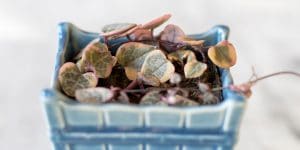 how to propagate string of hearts