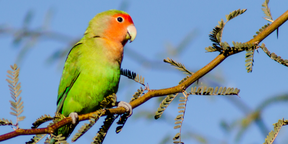 What Happens if a Lovebird Mate Dies?
