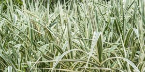 how to kill ornamental grass