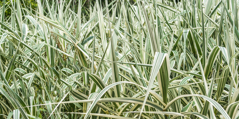 peppermint stick grass