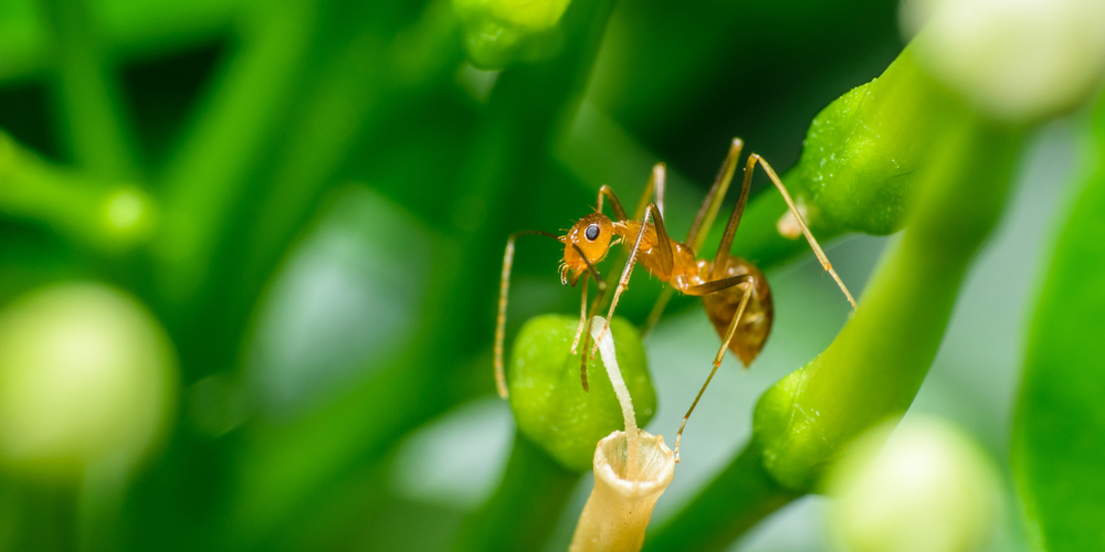 ants in house plants