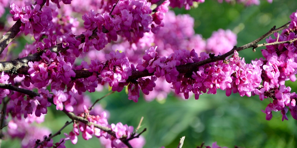 Pink Forsythia