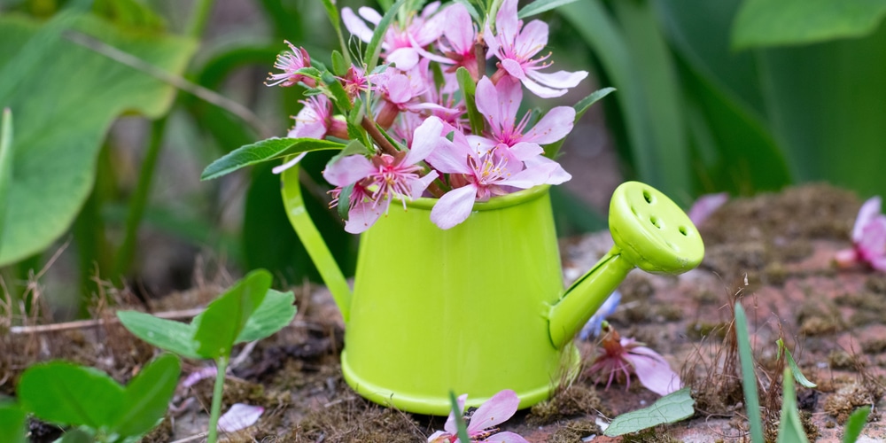 Pink Forsythia