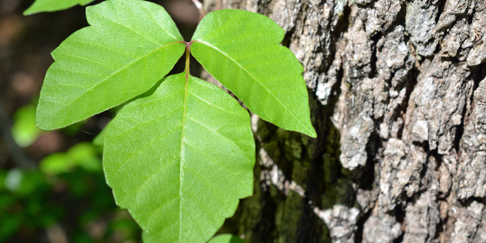 Poison Ivy Georgia