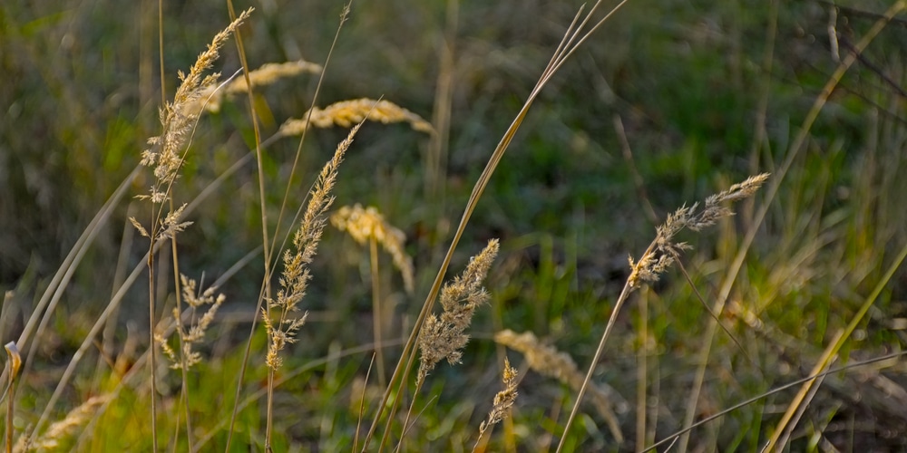 Colorado Native Grasses
