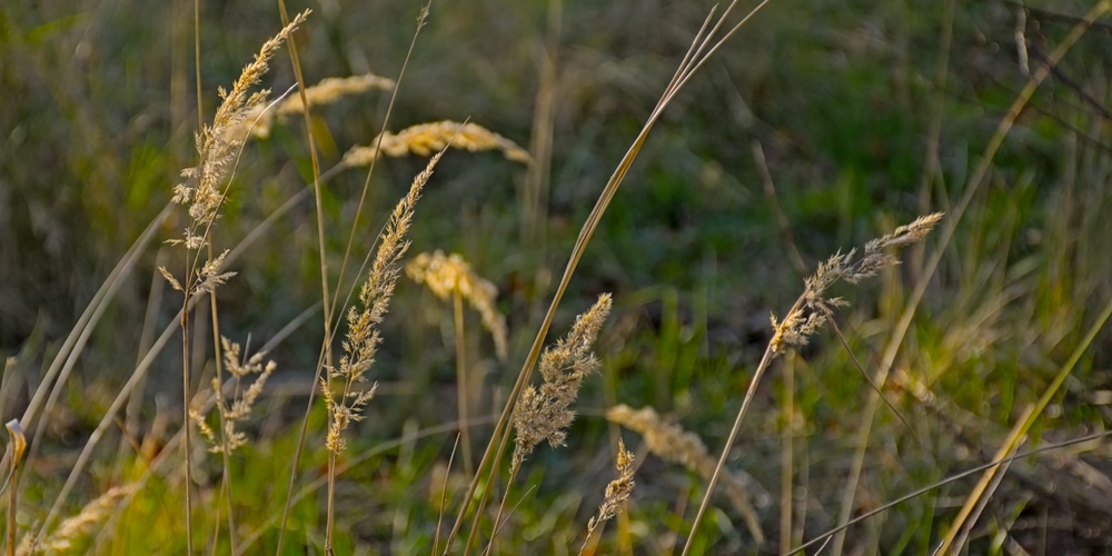 june grass