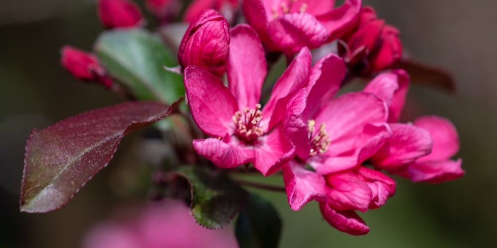 Flowering Trees Indiania 