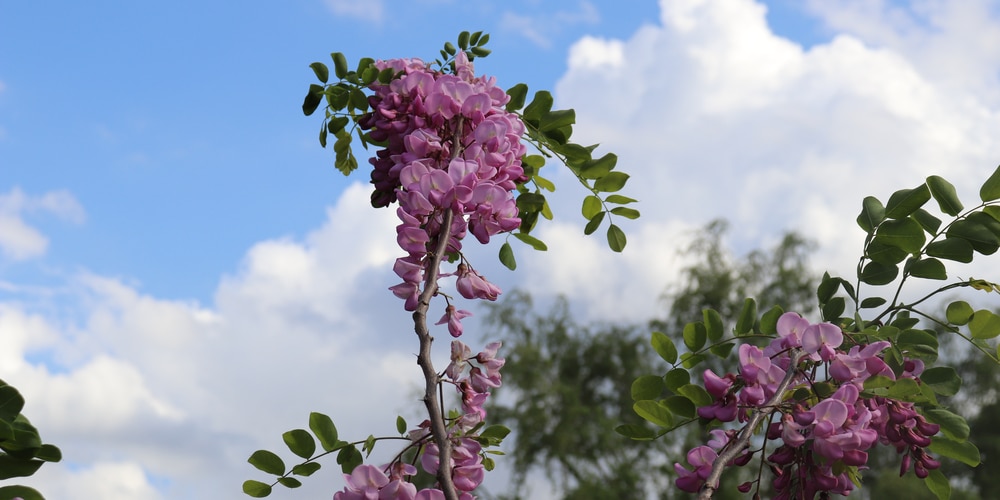 Flowering Trees in Idaho