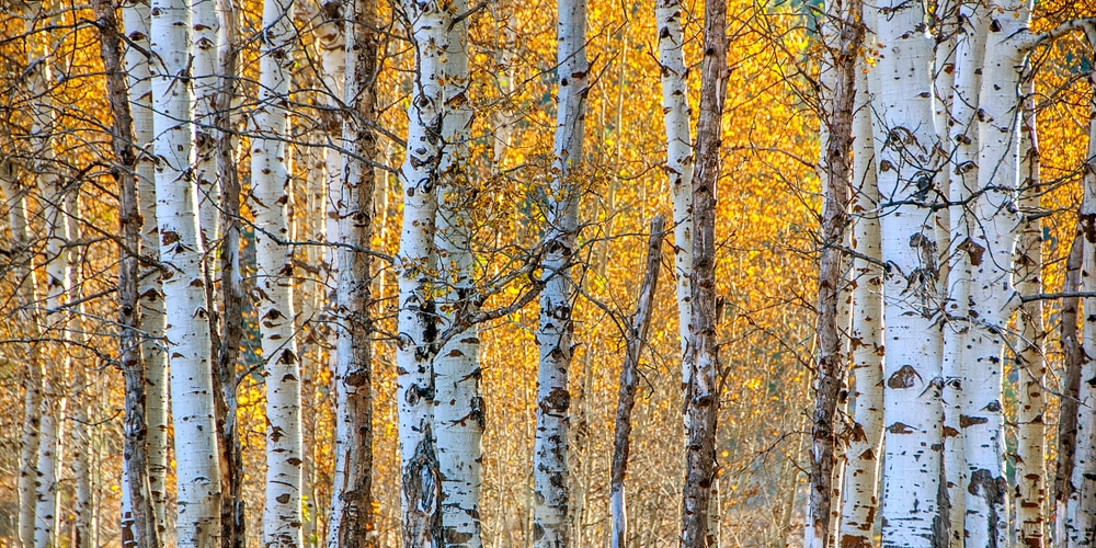 Trees with White Bark