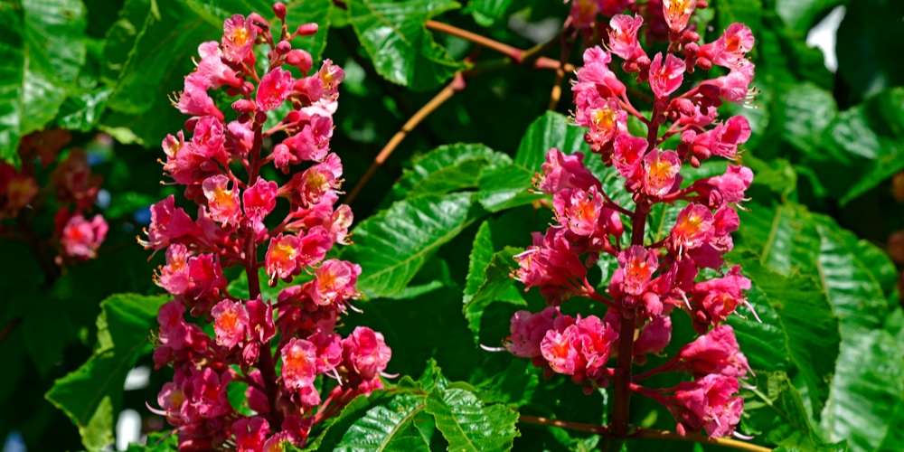 Flowering Trees Missouri