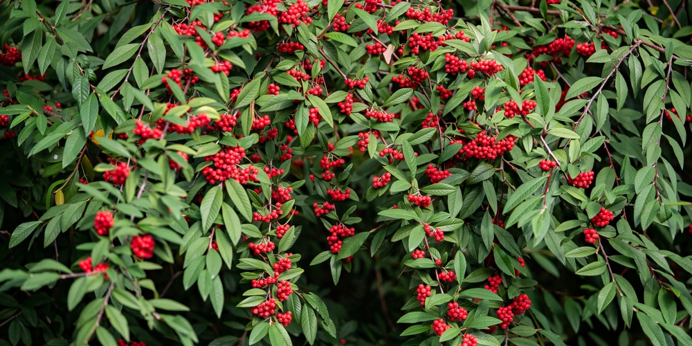 do elderberries grow in georgia