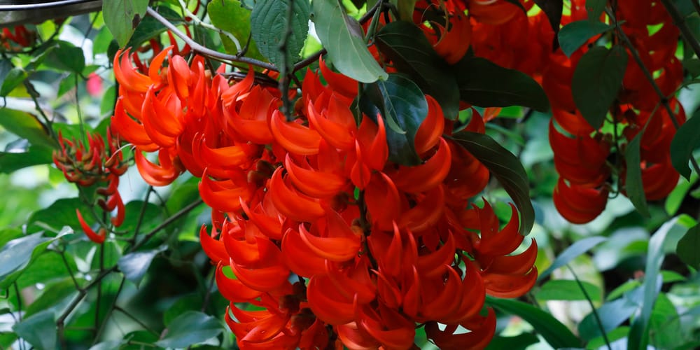 Vines with Red Flowers