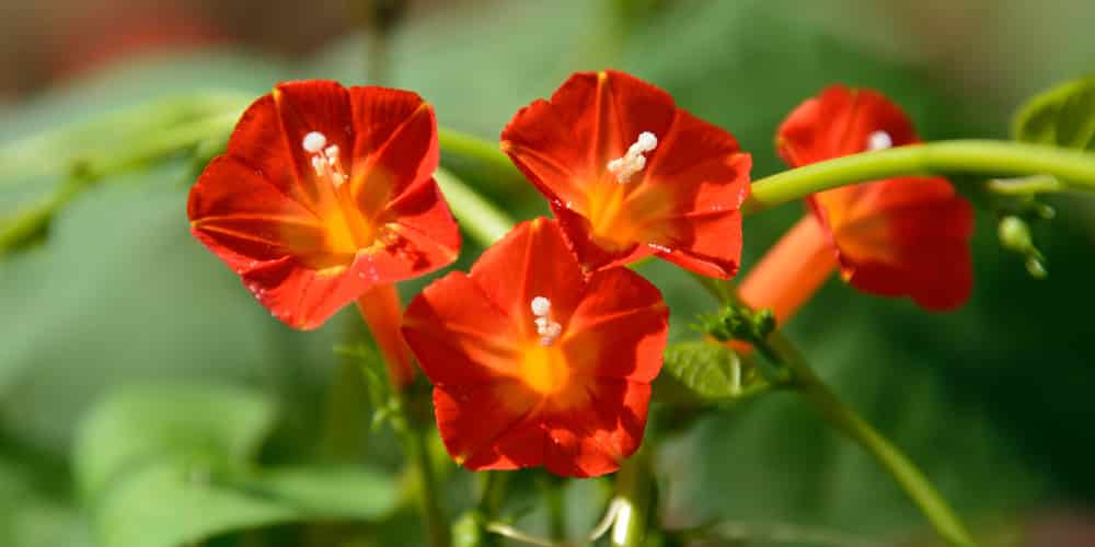 Morning Glory Hanging Basket