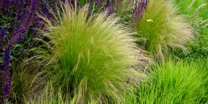 How to Get Rid Of Sage Grass