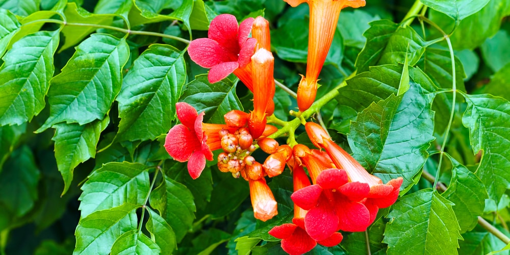 Vines with Red Flowers