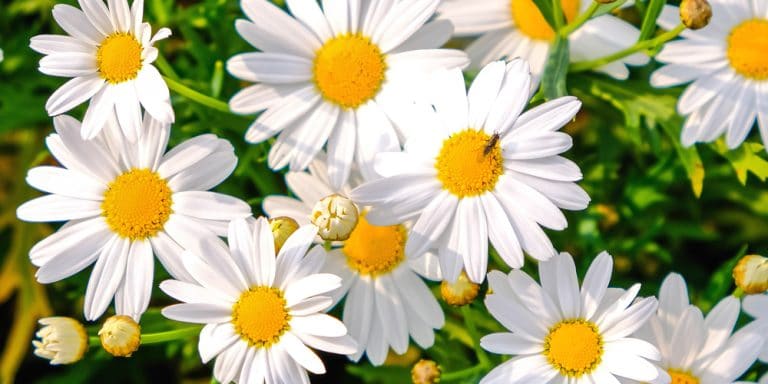 Daisy vs. Sunflower: A Comparison - GFL Outdoors