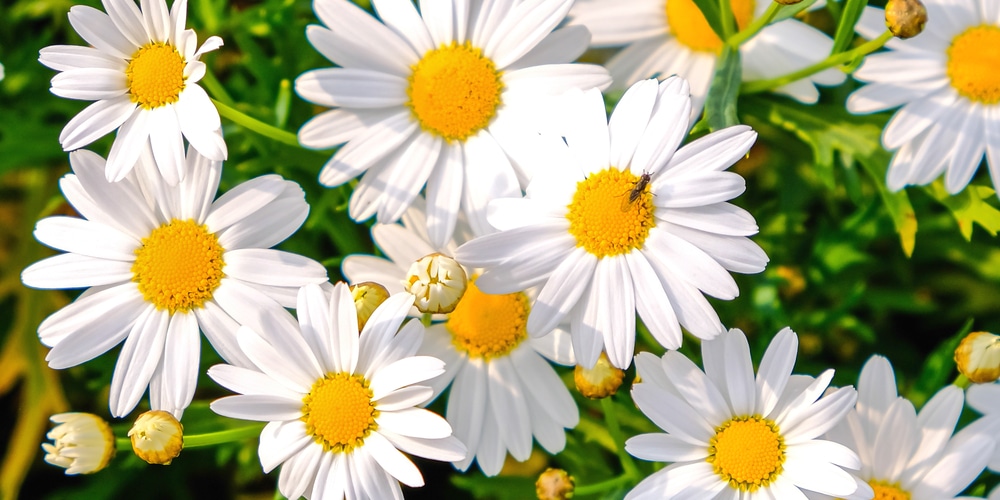 White Flower with Yellow Center