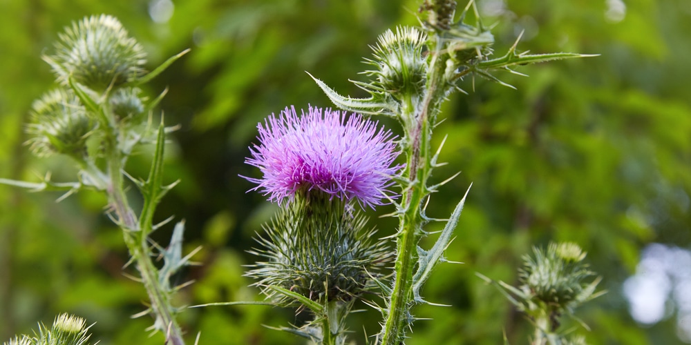 Scotland flowers