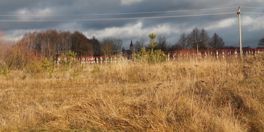 Colorado Native Grasses