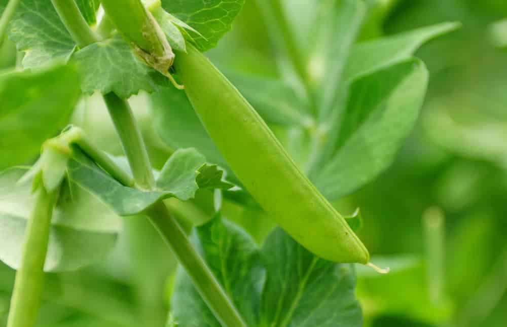 snap peas flowering