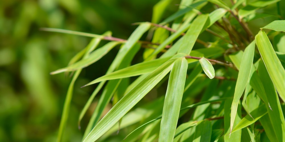 how to make bamboo grow thicker