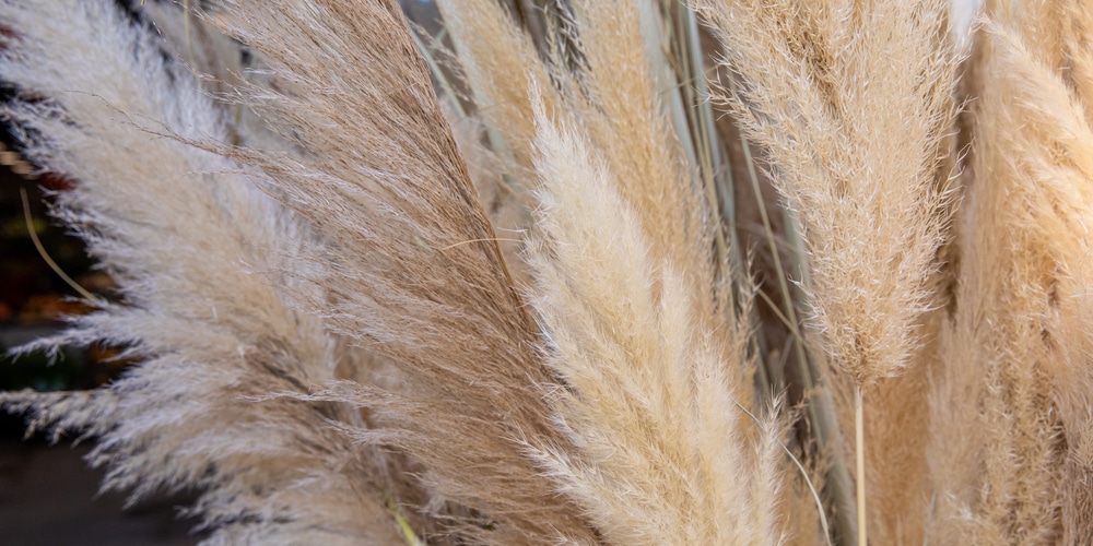 black pampas grass