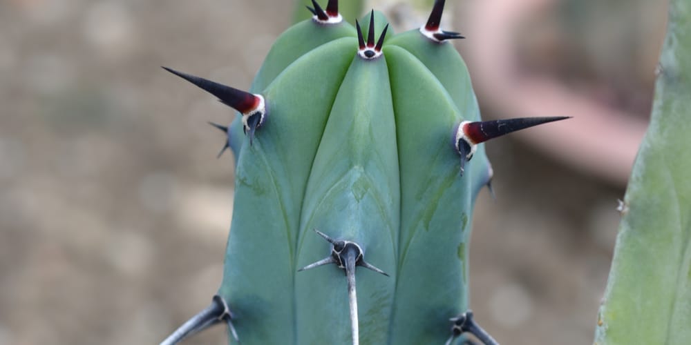 blue myrtle cactus